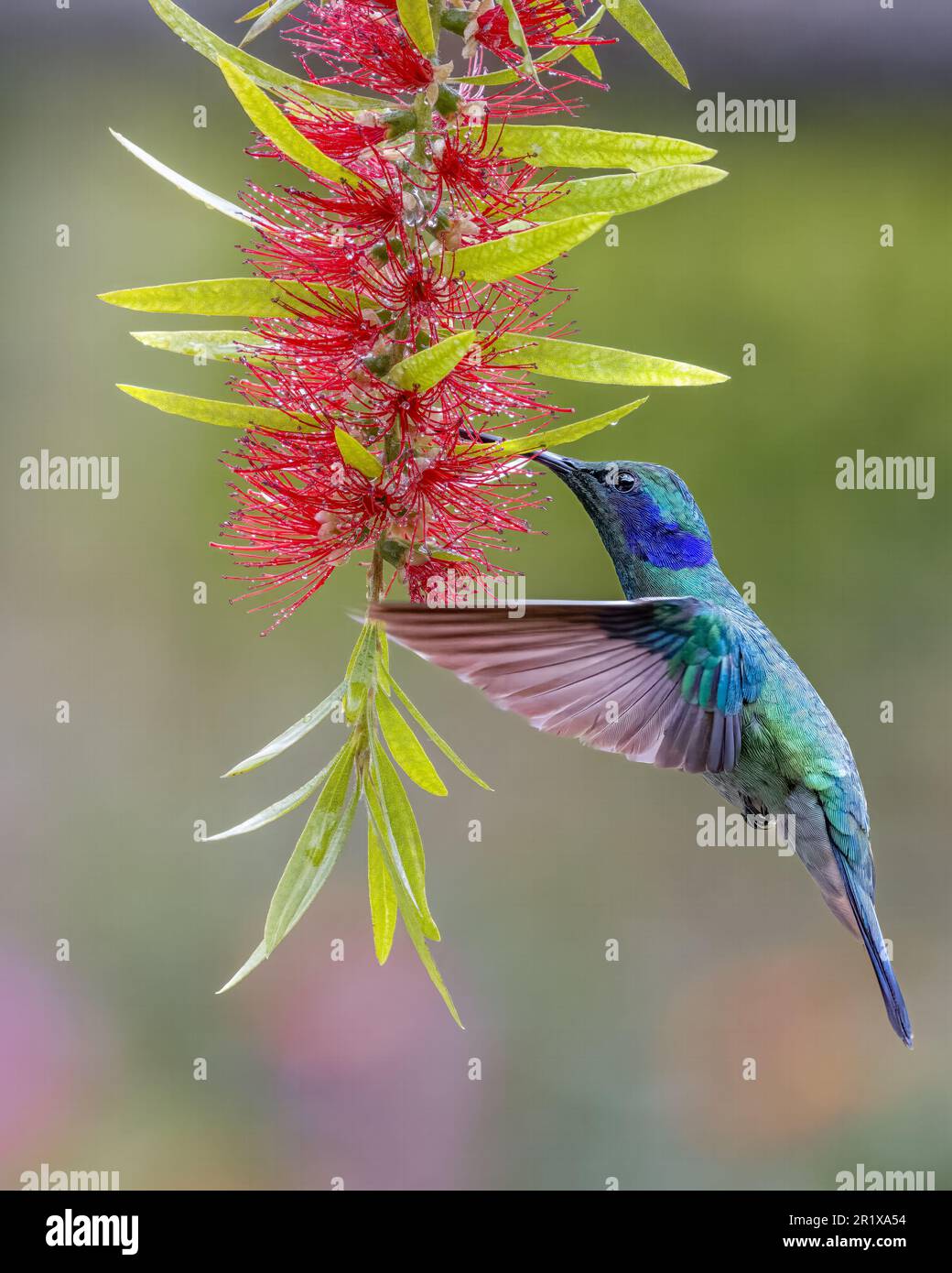 A Lesser Violetear (Colibri cyanotus) feeding on nectar from a bottlebrush plant in a garden in San Gerardo de Dota, Costa Rica. Stock Photo