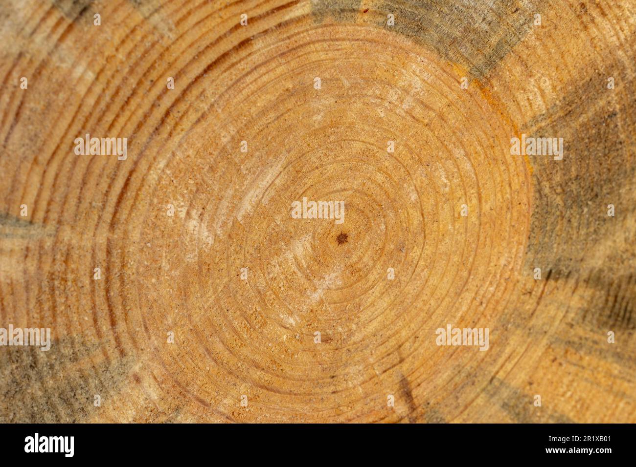 Rings on end of cut pine tree, space for copy on background. Stock Photo