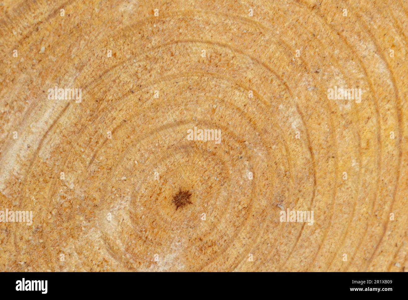 Rings on end of cut pine tree, space for copy on background. Stock Photo