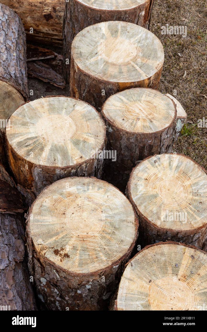 Pine Tree wood logs on ground after being cut Stock Photo