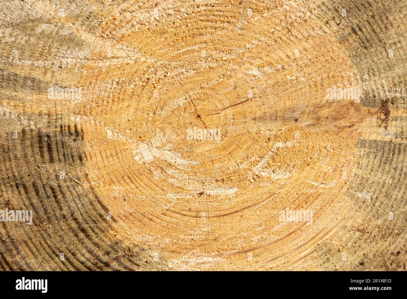 Tree rings on end of cut pine tree. Stock Photo