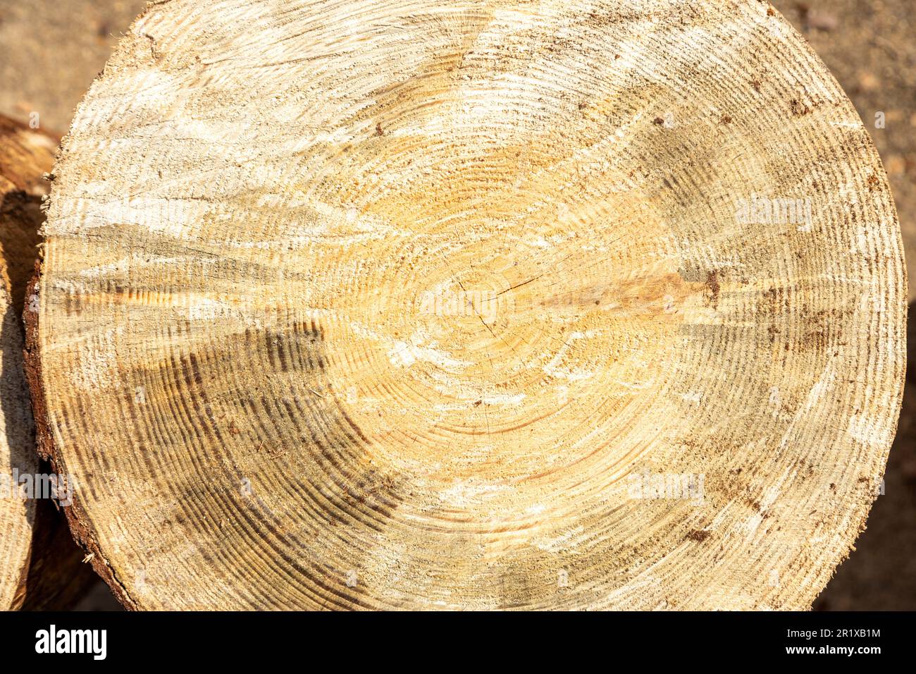 Tree rings on end of cut pine tree. Stock Photo