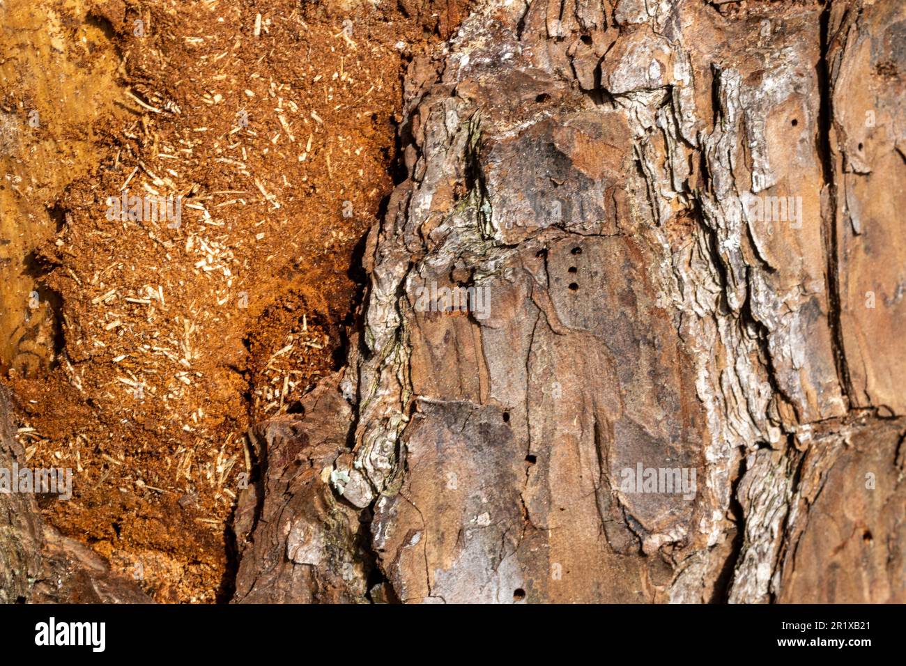 Close up of Pine tree bark Stock Photo