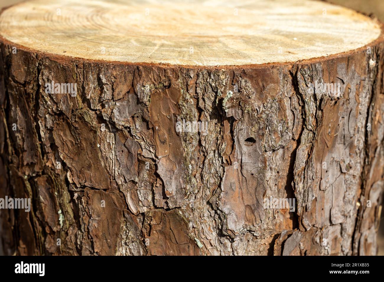 Pine Tree wood stumps on ground after being cut Stock Photo - Alamy