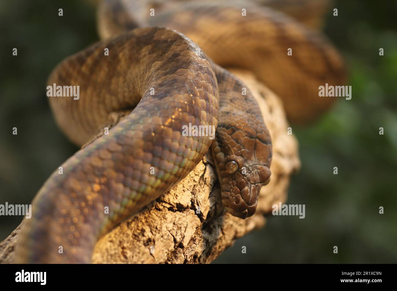Amethyst Python (Morelia amethistina), captive Stock Photo - Alamy