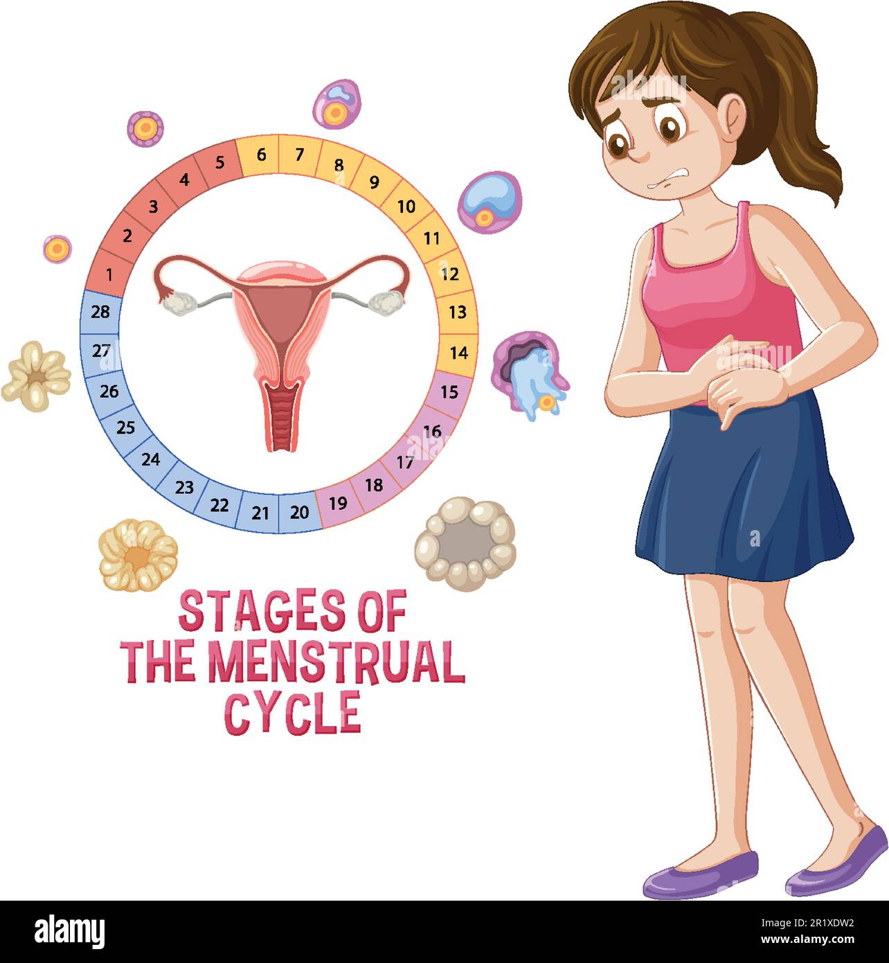 Female Menstrual Cycle Graphic Stock Vector - Illustration of