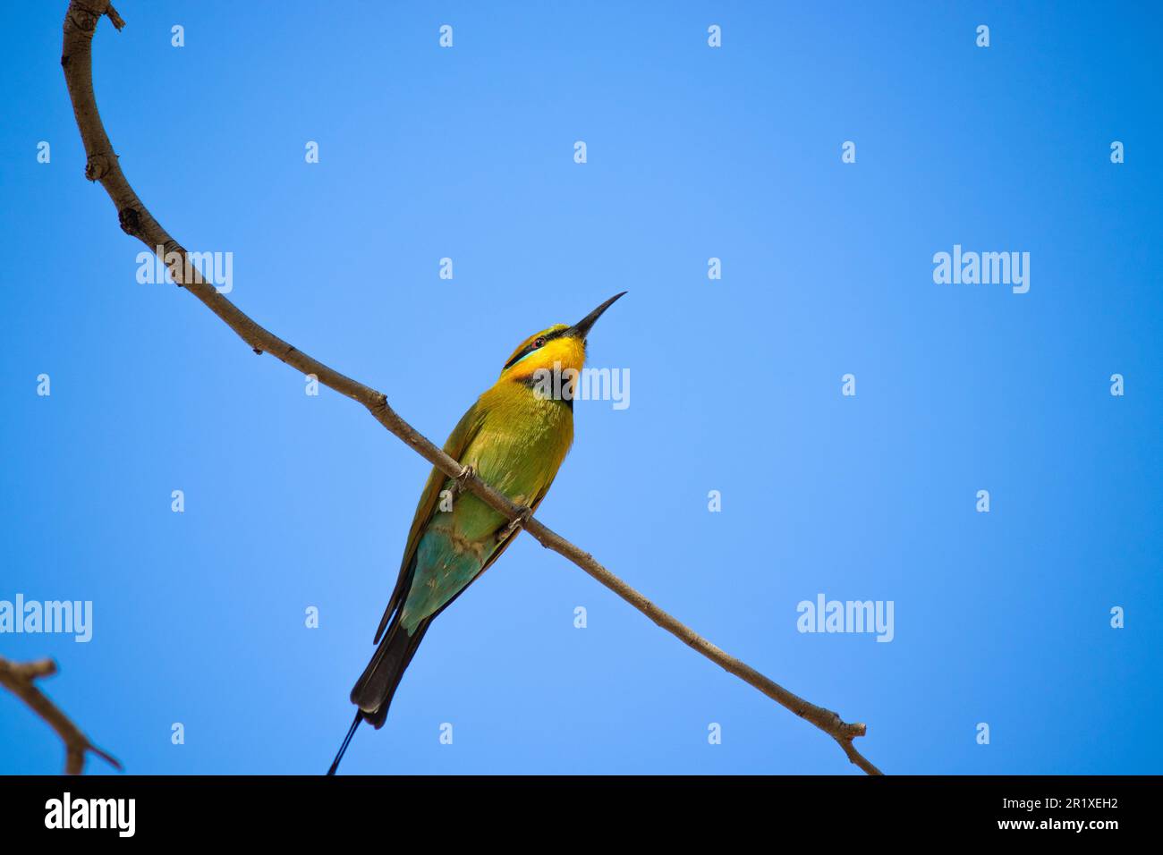 Rainbow Bee eater Stock Photo