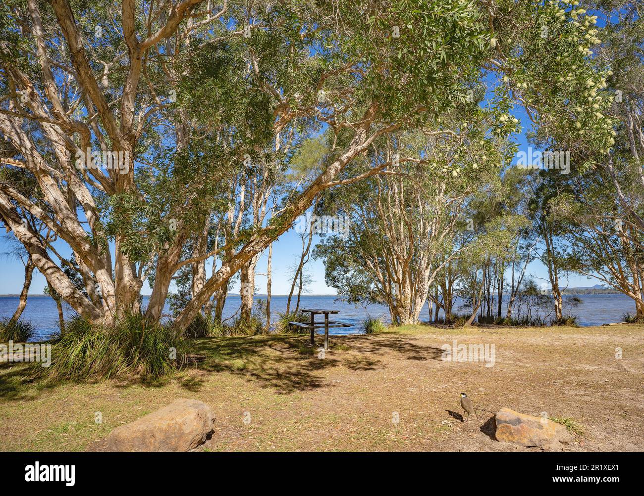 Lakeside serenity, picnic table in the shade of  flowering Melaleuca paperbark trees or bottlebrush, on the sandy banks of Lake Cootharaba, a popular Stock Photo