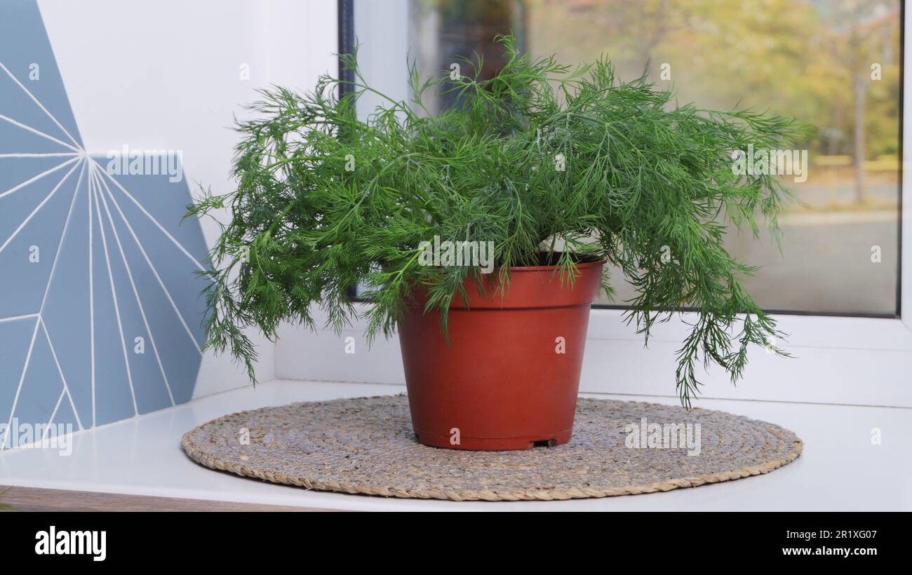 money tree indoor or outdoor plant Money Tree | Indoor Plants