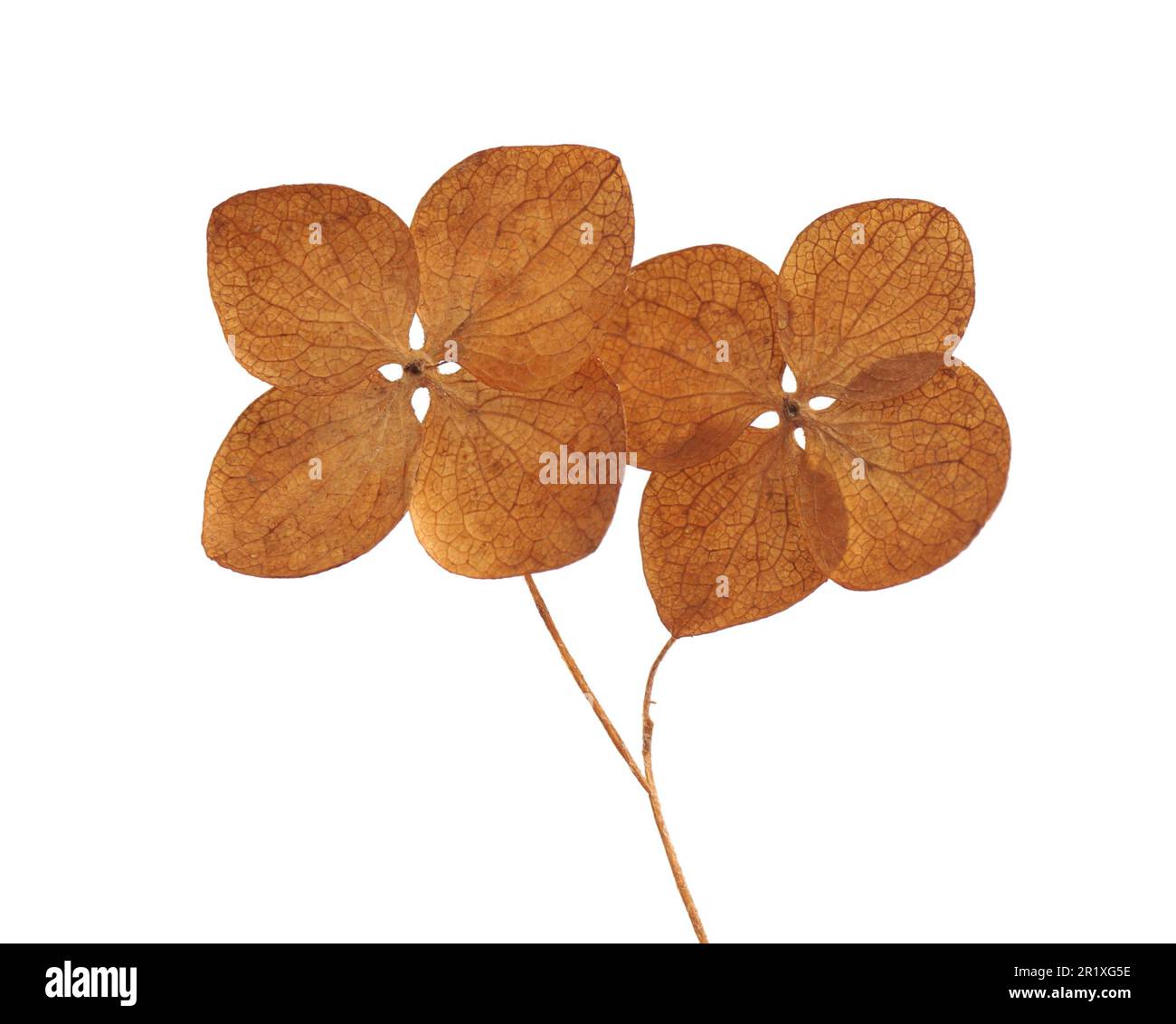 Petal of dry hydrangea flower Cut Out Stock Images & Pictures Alamy