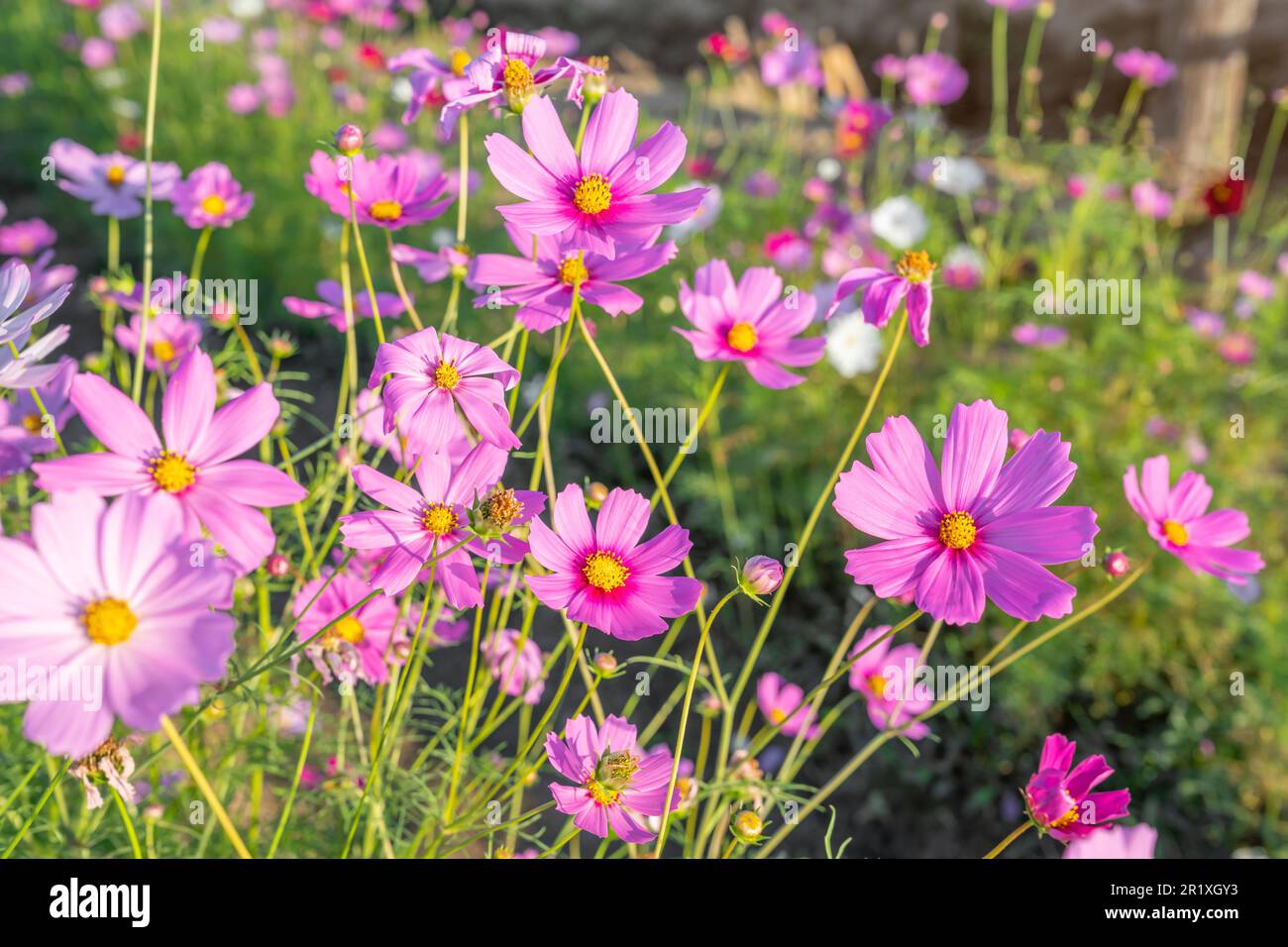 Beautiful cosmos flower hi-res stock photography and images - Alamy