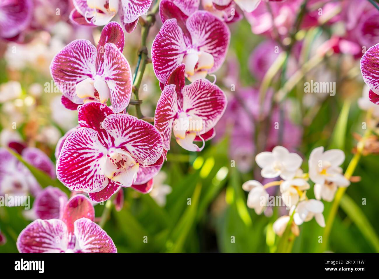 Pink and white moon orchids with a touch of yellow. Also known as a