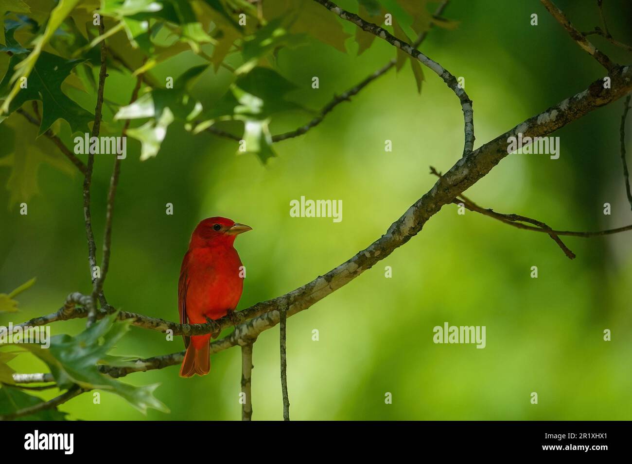 A vibrant scarlet-colored bird perched on a lush, leafy tree branch ...