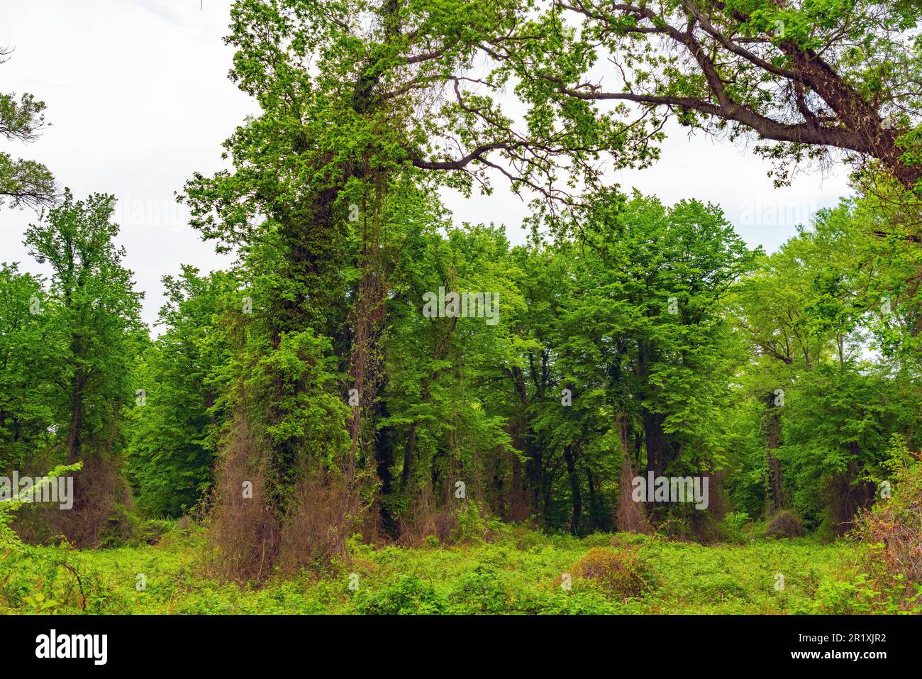 Dense impassable green jungle Stock Photo