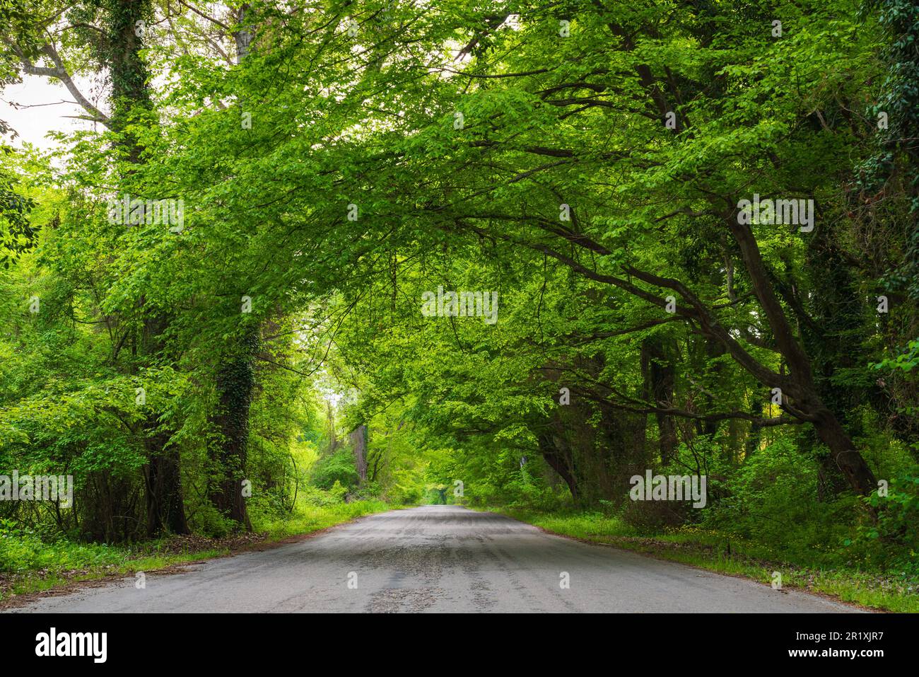 Asphalt road between dense green trees in the forest Stock Photo - Alamy