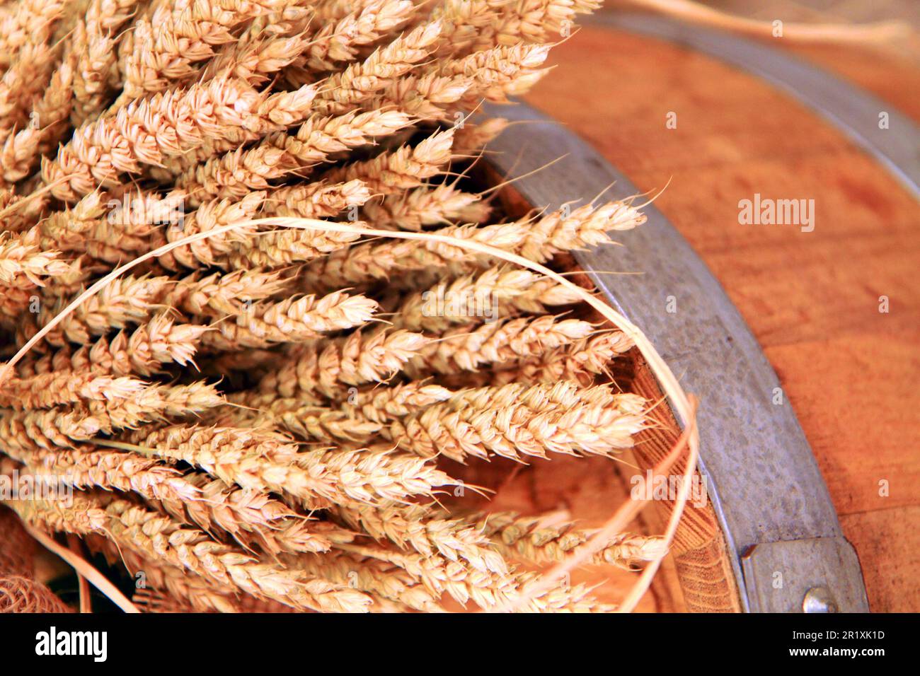 golden corn as very nice agriculture  background Stock Photo