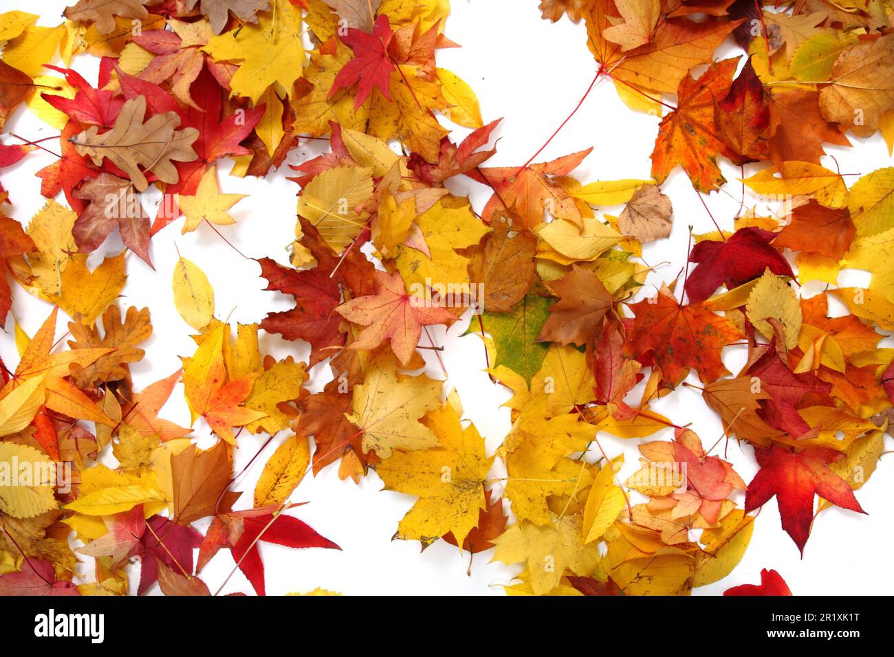 autumn leaves isolated on the white background Stock Photo - Alamy