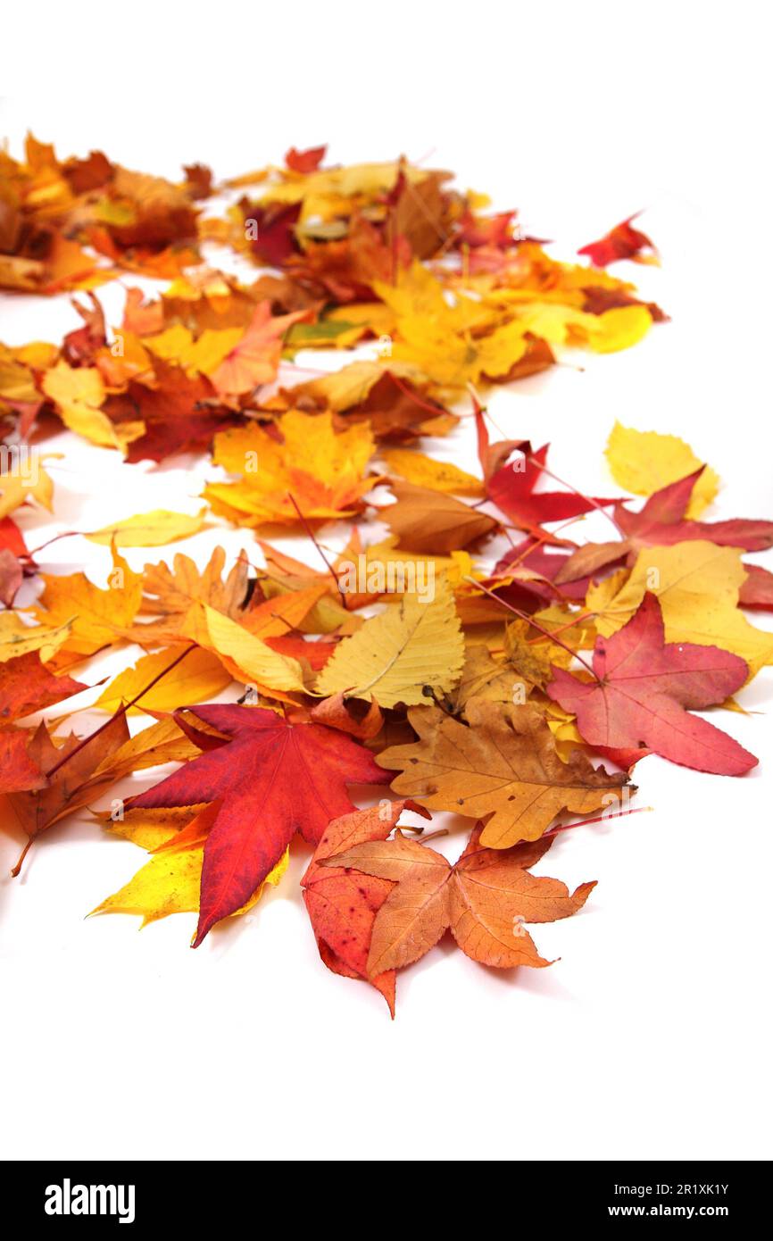 autumn leaves isolated on the white background Stock Photo - Alamy