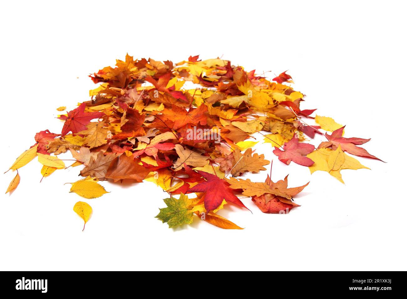 autumn leaves isolated on the white background Stock Photo - Alamy