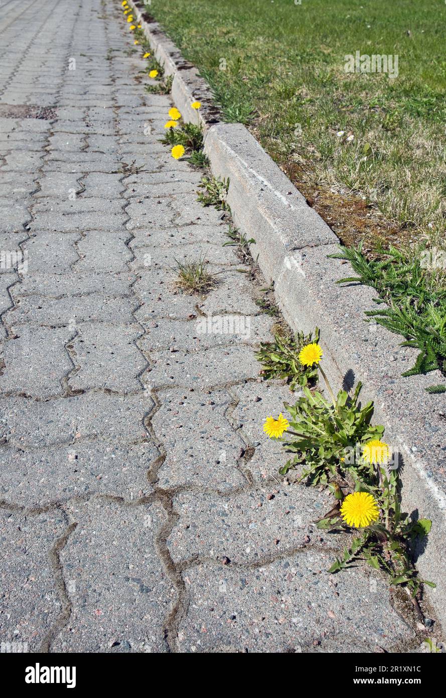 Flower crack sidewalk hi-res stock photography and images - Alamy