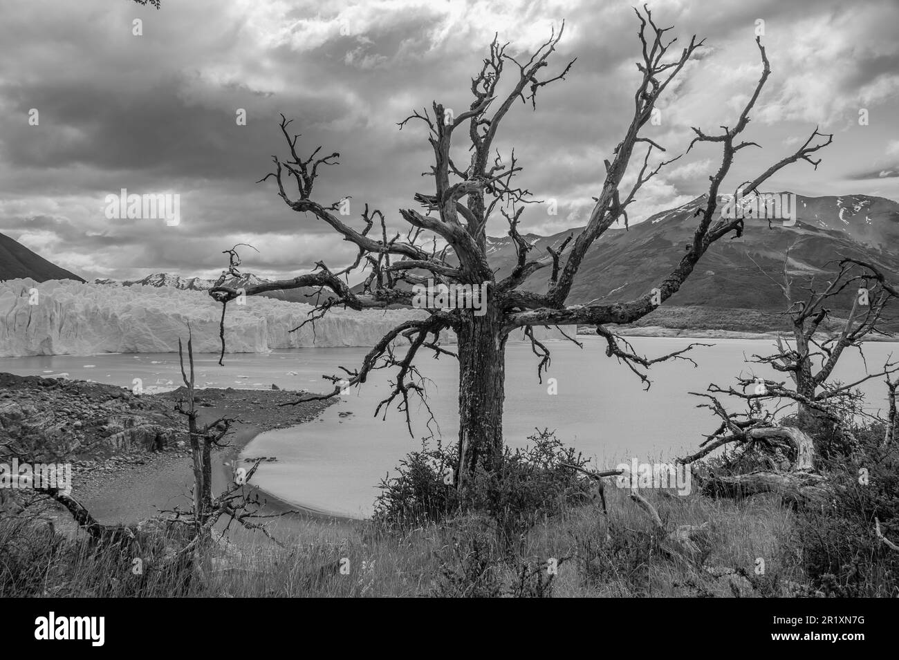 A lone tree stands on the edge of a peaceful lake, with rolling hills in the background in grayscale Stock Photo