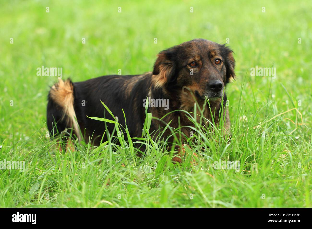 big dog resting in the green grass Stock Photo - Alamy