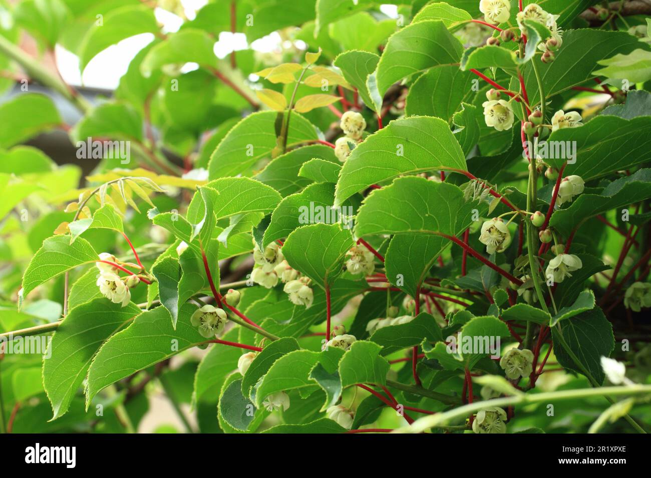 kiwi flowers and plant (actinidia) as agriculture background Stock Photo