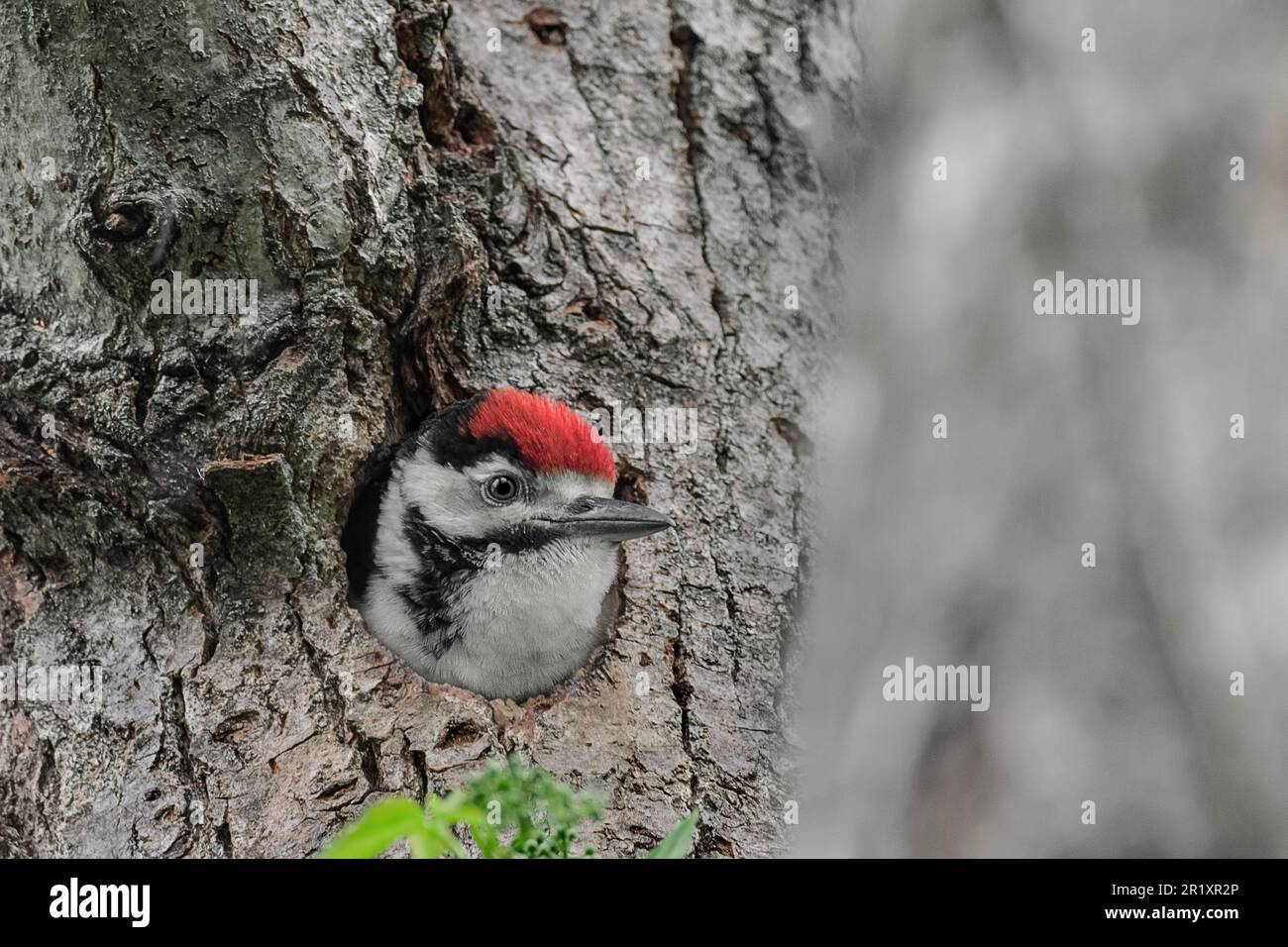 Extreme closeup for the great spotted woodpecker on nest (Dendrocopos major) Stock Photo