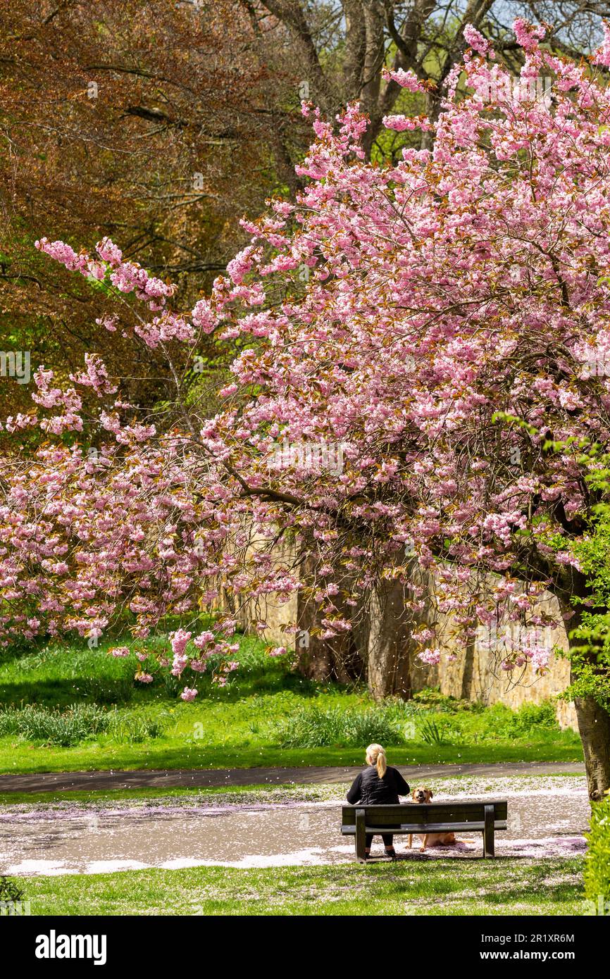 Cherry blossom spring landscape hi-res stock photography and images - Alamy