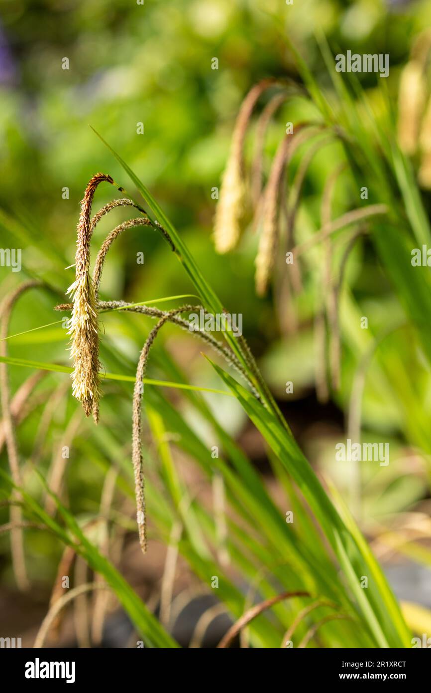 Carex pendula is a large sedge of the genus Carex. It occurs in woodland, scrubland, hedges and beside streams, preferring damp, heavy clay soils Stock Photo