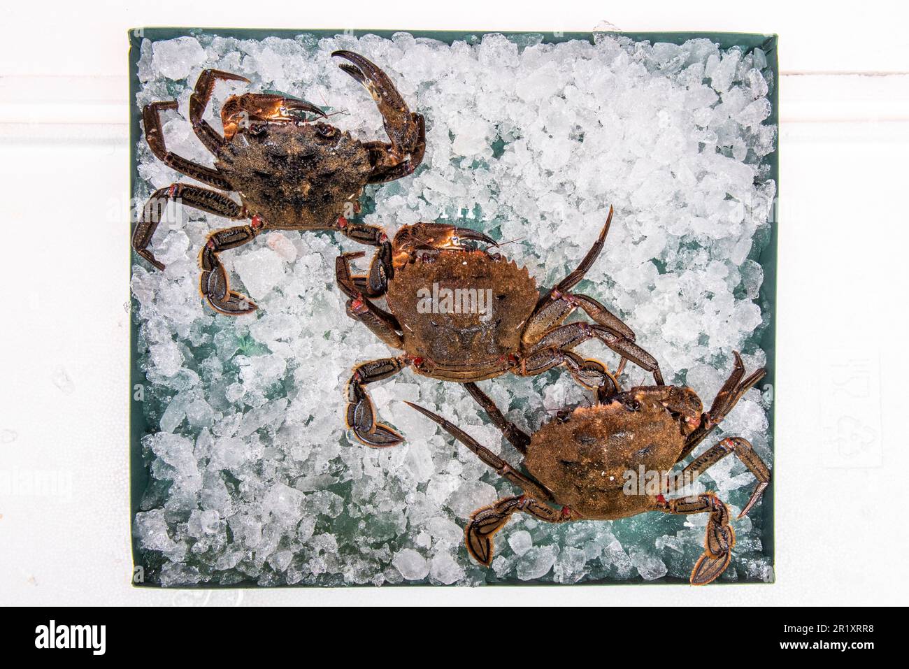 The velvet crab is a species of decapod crustacean in the infraorder Brachyura. From the family Portunidae, which includes the so-called swimming crab Stock Photo