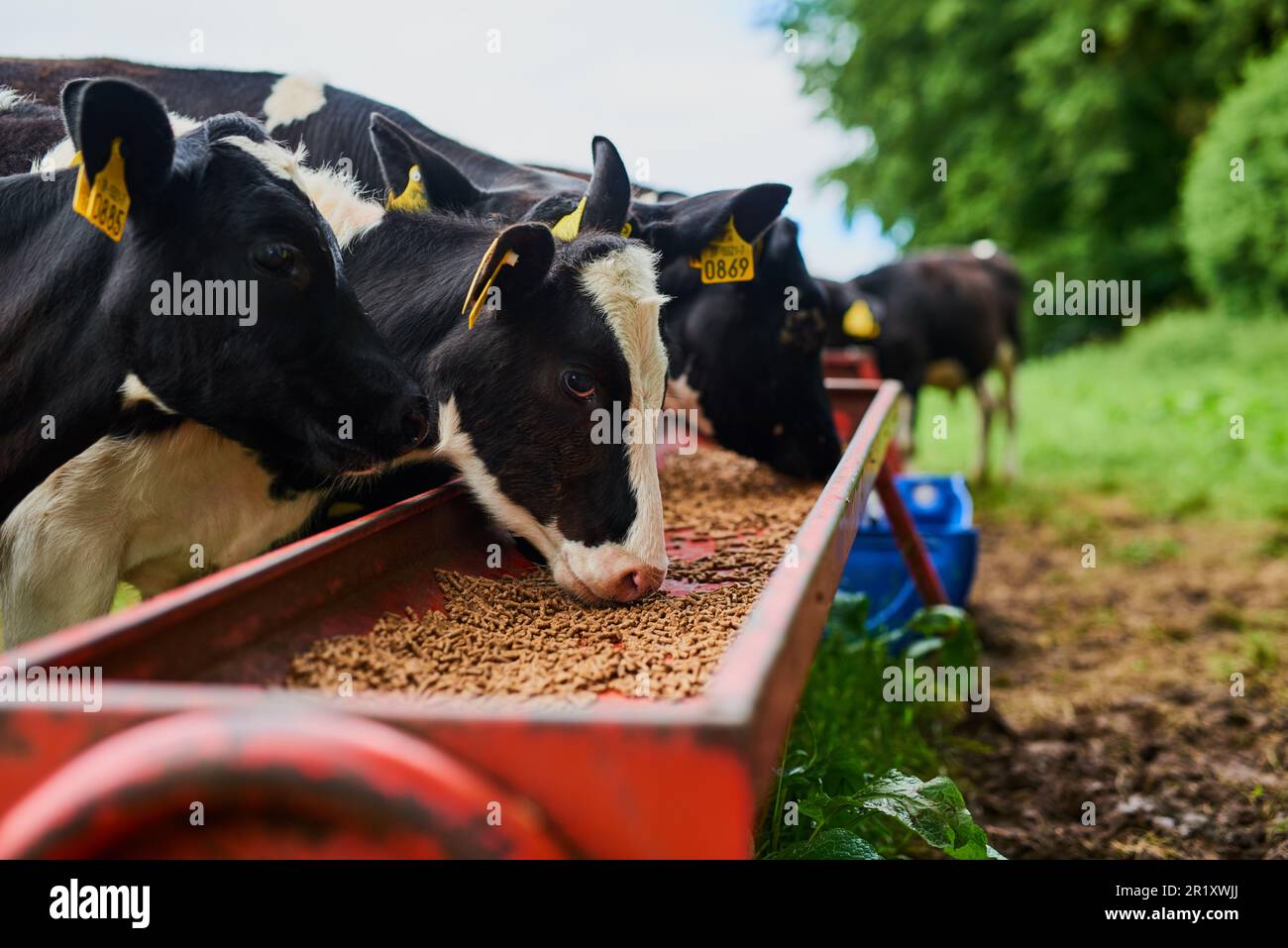Sustainable, agriculture and cows eating on a farm for health, wellness