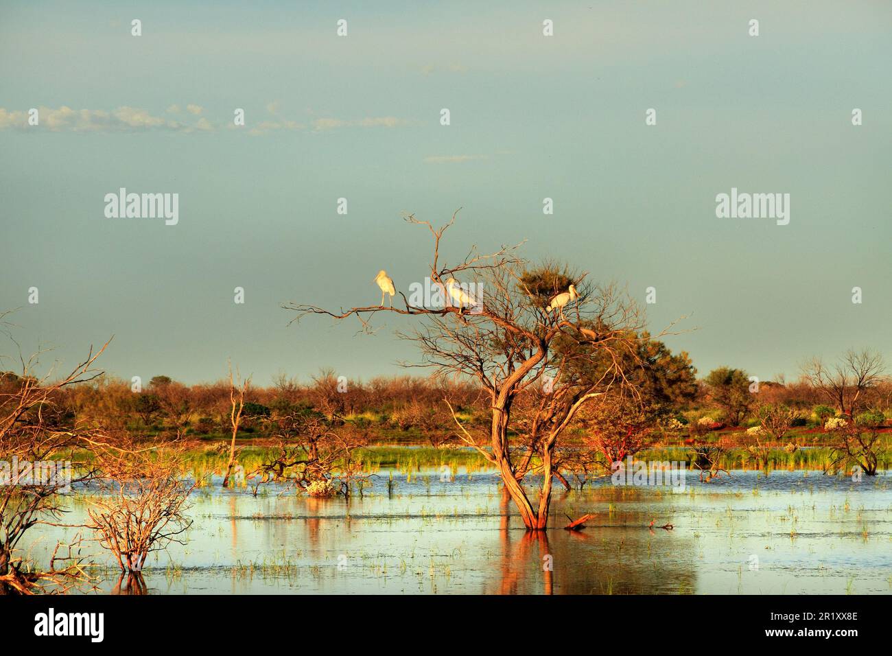 Flooded landscape with Common Spoonbills birds ( Platalea leucorodia ) in tree  , Pilbara  Northwest  Australia Stock Photo
