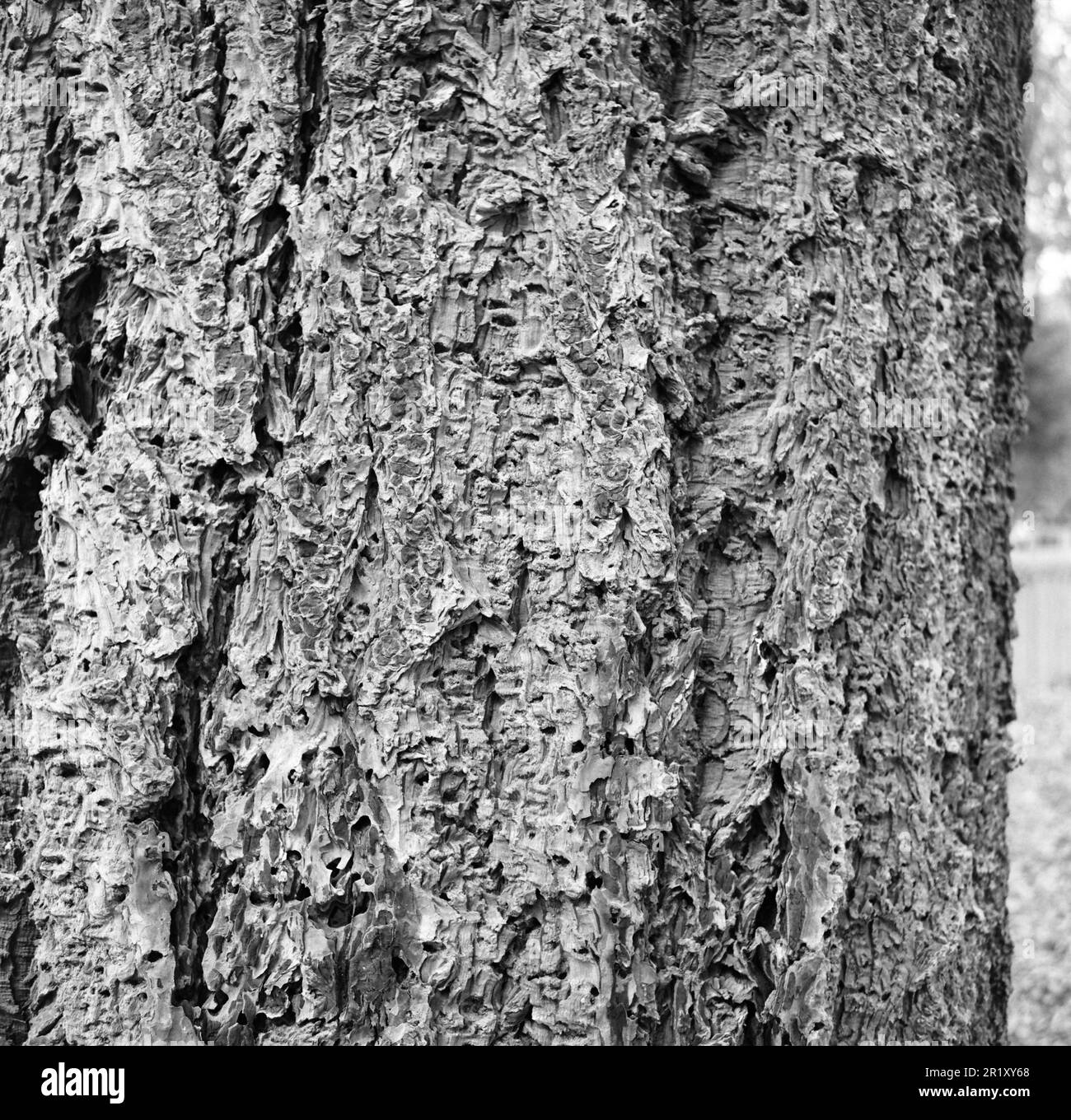 Giant Redwood trees , Giant Sequoia. Center Parcs, Longleat, Wiltshire, England, United Kingdom