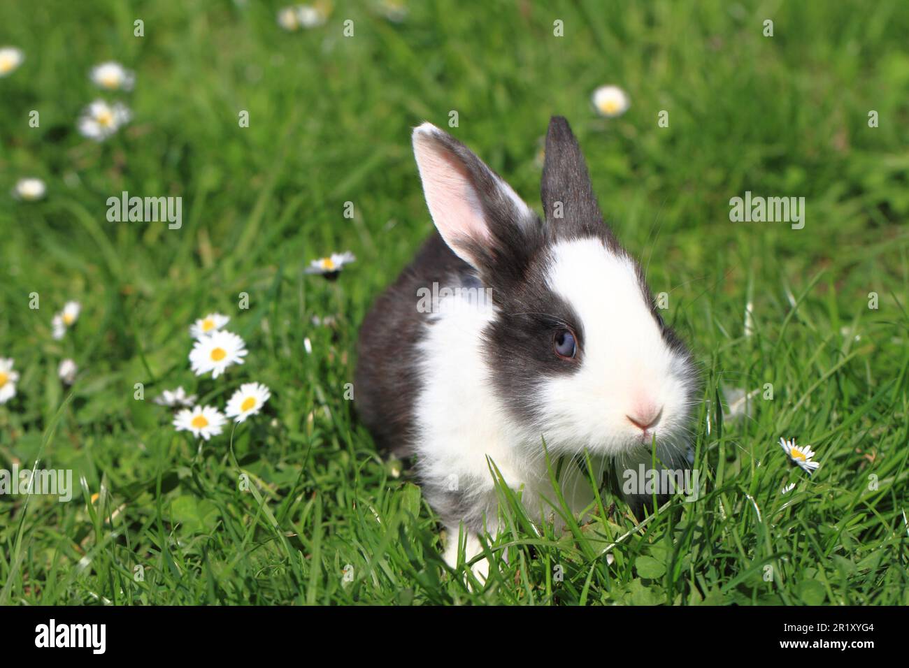 black and white rabbit in the green grass Stock Photo - Alamy