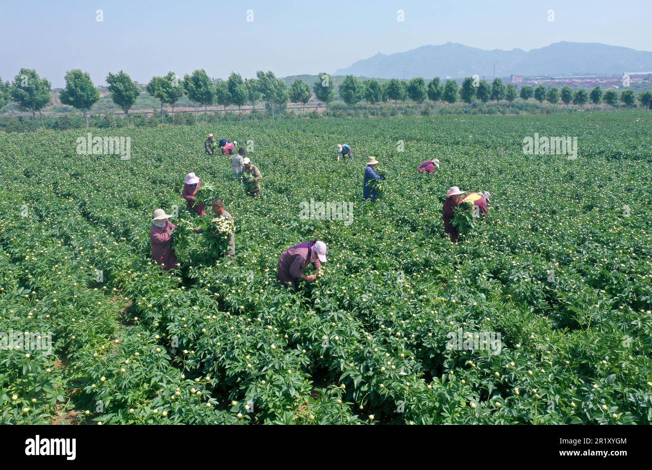 HANDAN, CHINA - MAY 16, 2023 - Flower farmers collect fresh cut peony flowers at a planting base in Handan, North China's Hebei province, May 16, 2023 Stock Photo