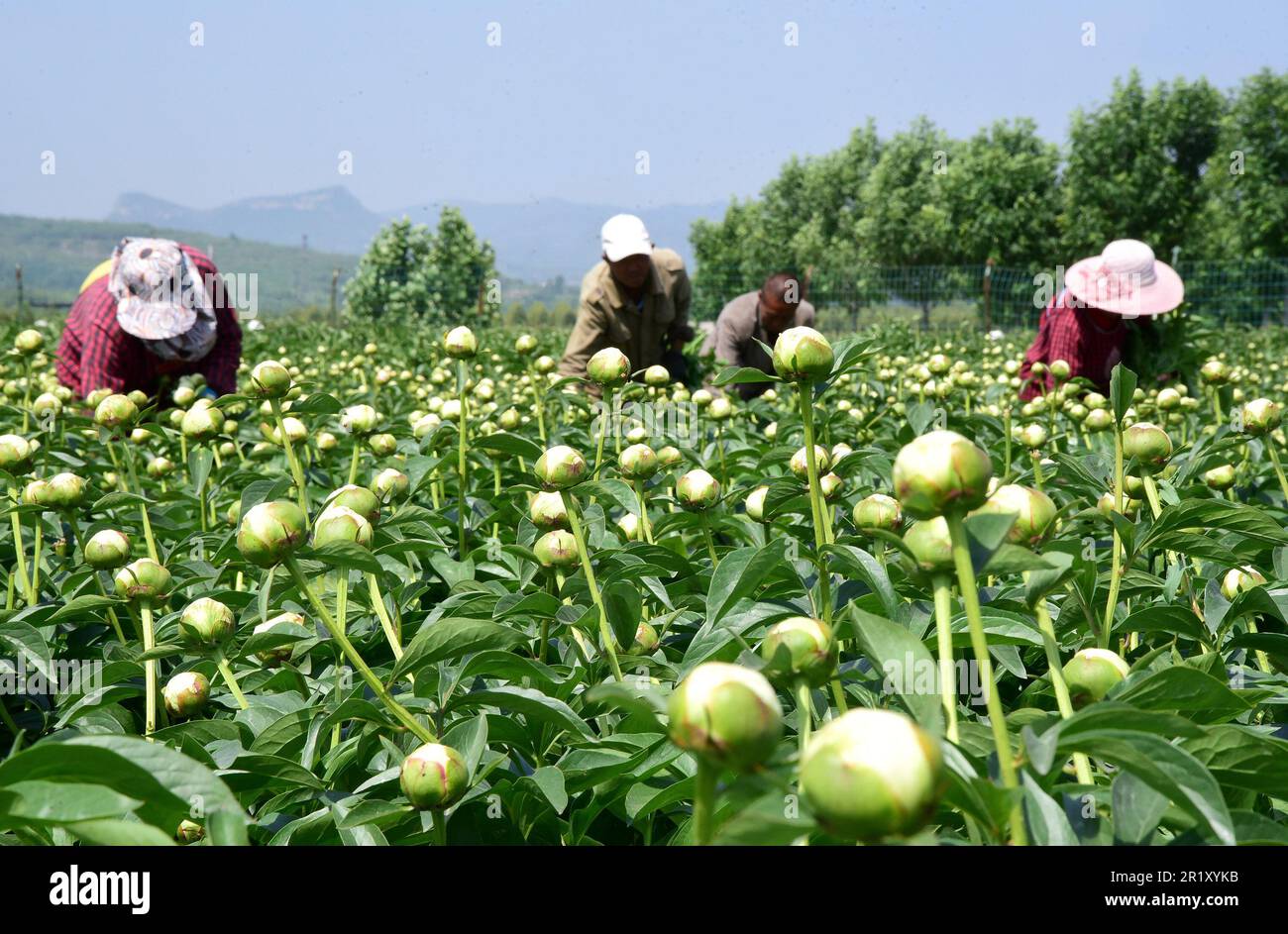 HANDAN, CHINA - MAY 16, 2023 - Flower farmers collect fresh cut peony flowers at a planting base in Handan, North China's Hebei province, May 16, 2023 Stock Photo