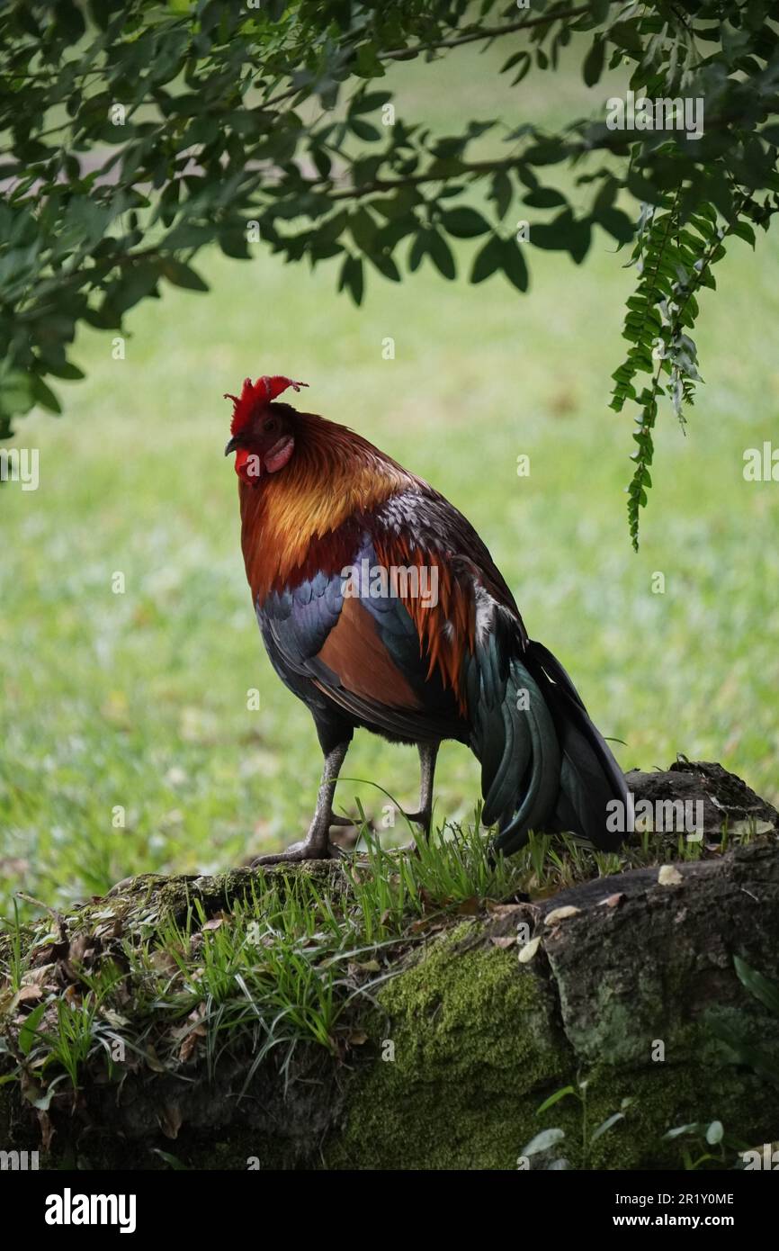 Rooster on rock hi-res stock photography and images - Alamy