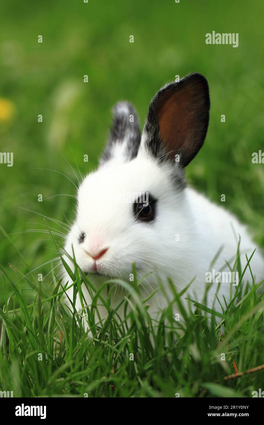 black and white rabbit in the green grass Stock Photo - Alamy
