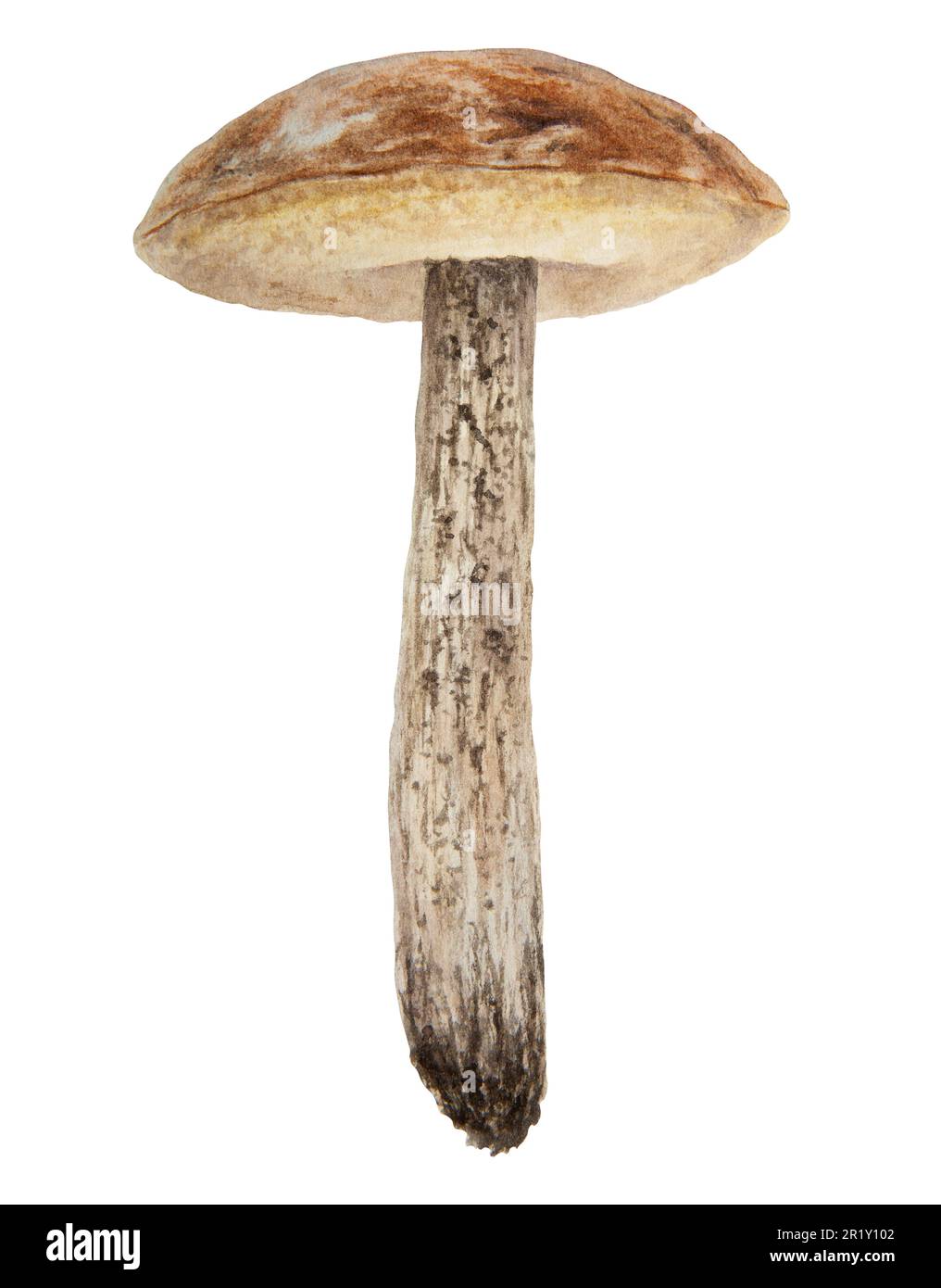 Wild mushroom watercolor hand drawn botanical realistic illustration ...