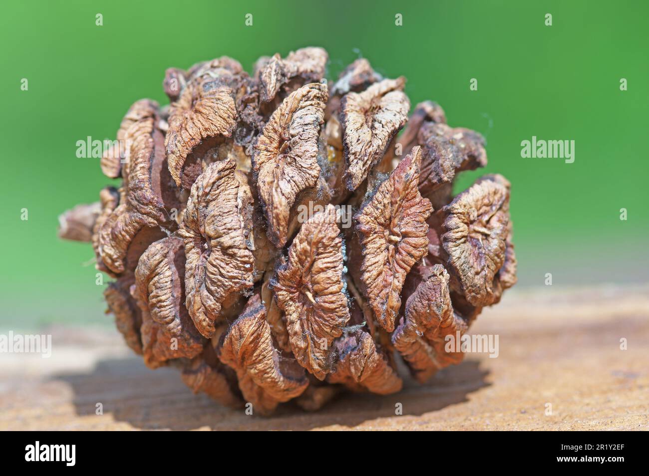 The sturdy giant redwood cones are relatively small (four to seven centimetres). They need up to 20 years to ripen. Sequoiadendron giganteum. arboretu Stock Photo