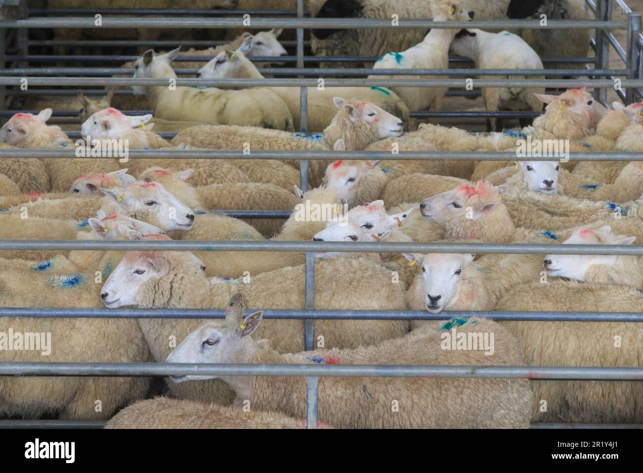 Melton Mowbray Livestock market, Leicestershire Stock Photo