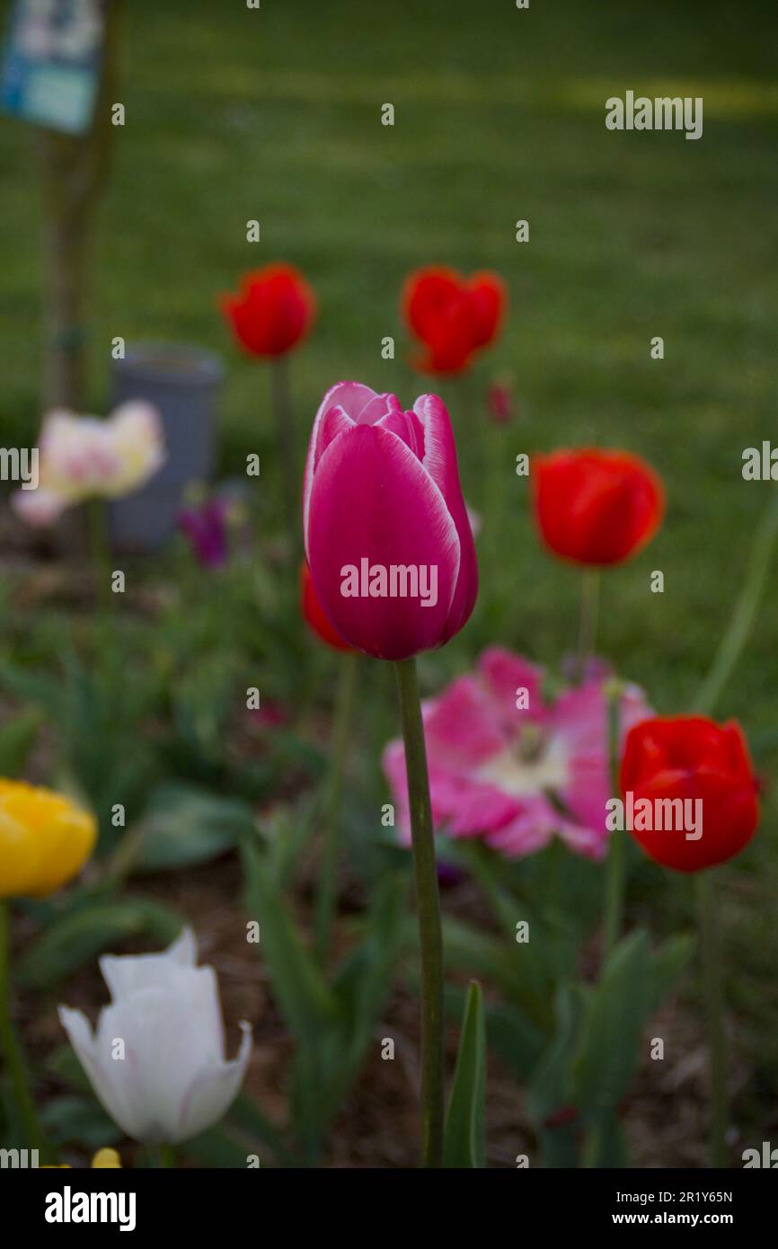Fleur de tulipe rouge hi-res stock photography and images - Alamy