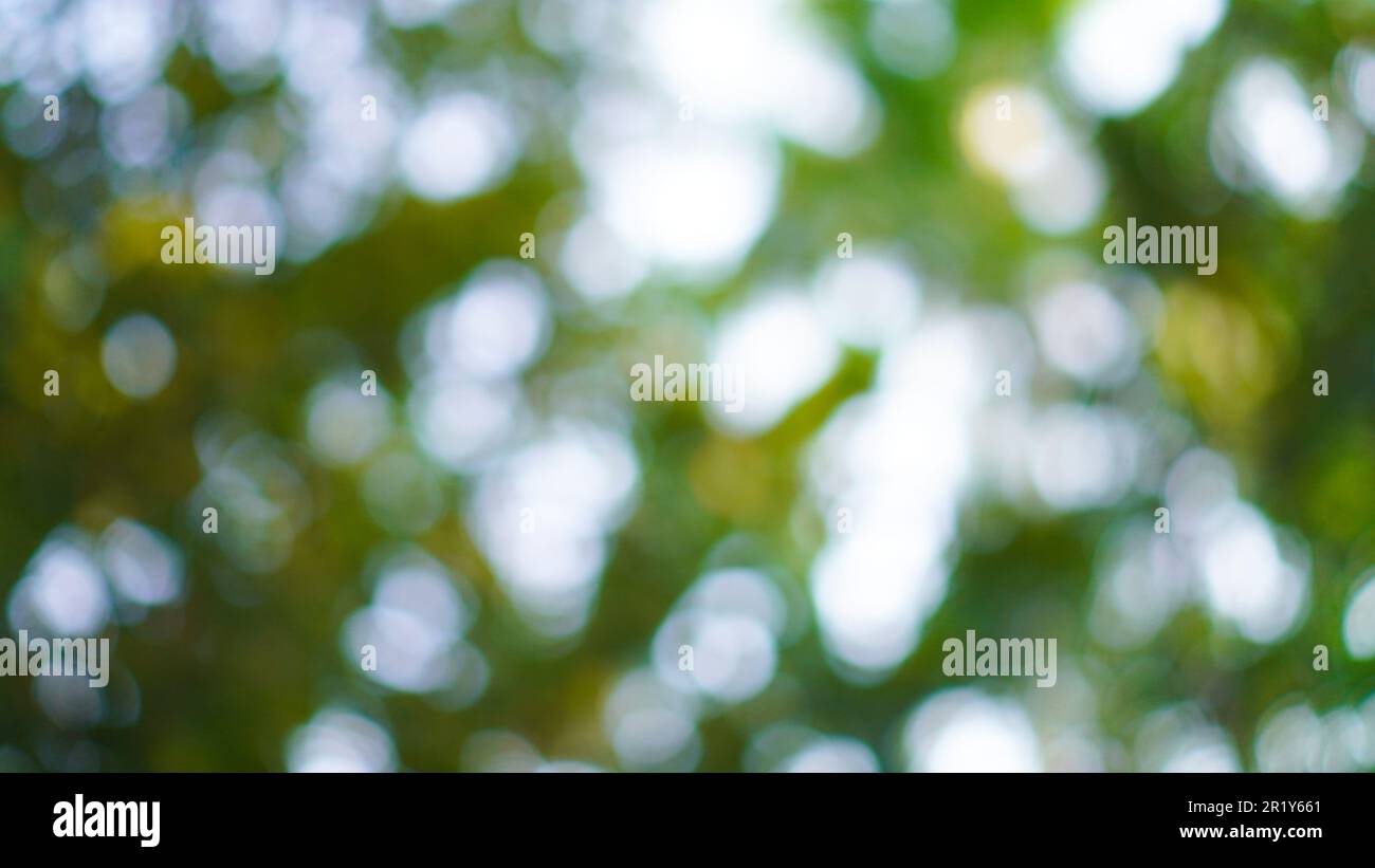 Defocused abstract background of green nature at autumn Stock Photo