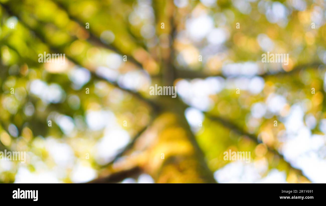 Defocused abstract background of green nature at autumn Stock Photo