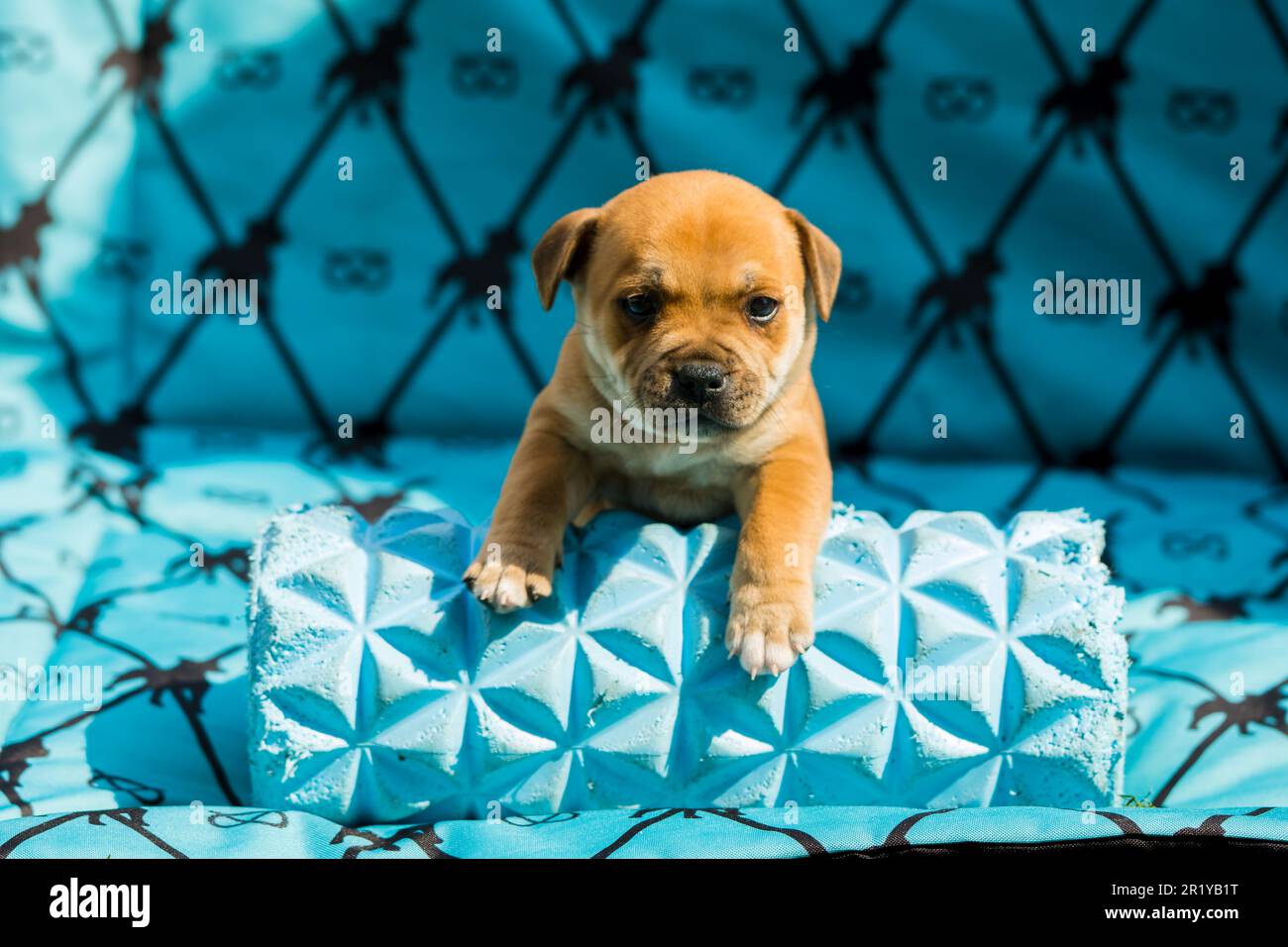 Beautiful staffy hi-res stock photography and images - Alamy