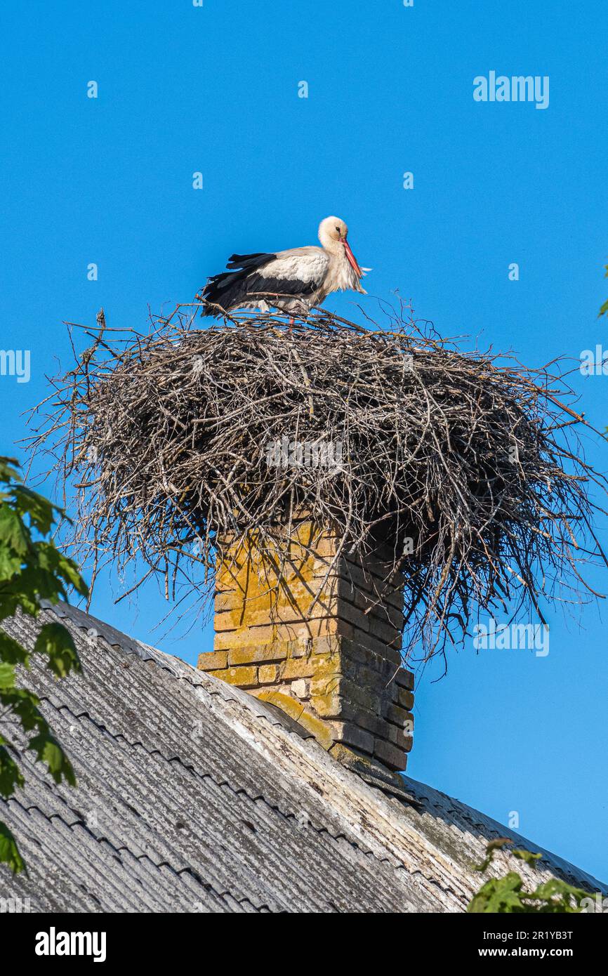 Beautiful female of a white and black stork nesting in a large nest on the roof of a house in spring, vertical Stock Photo