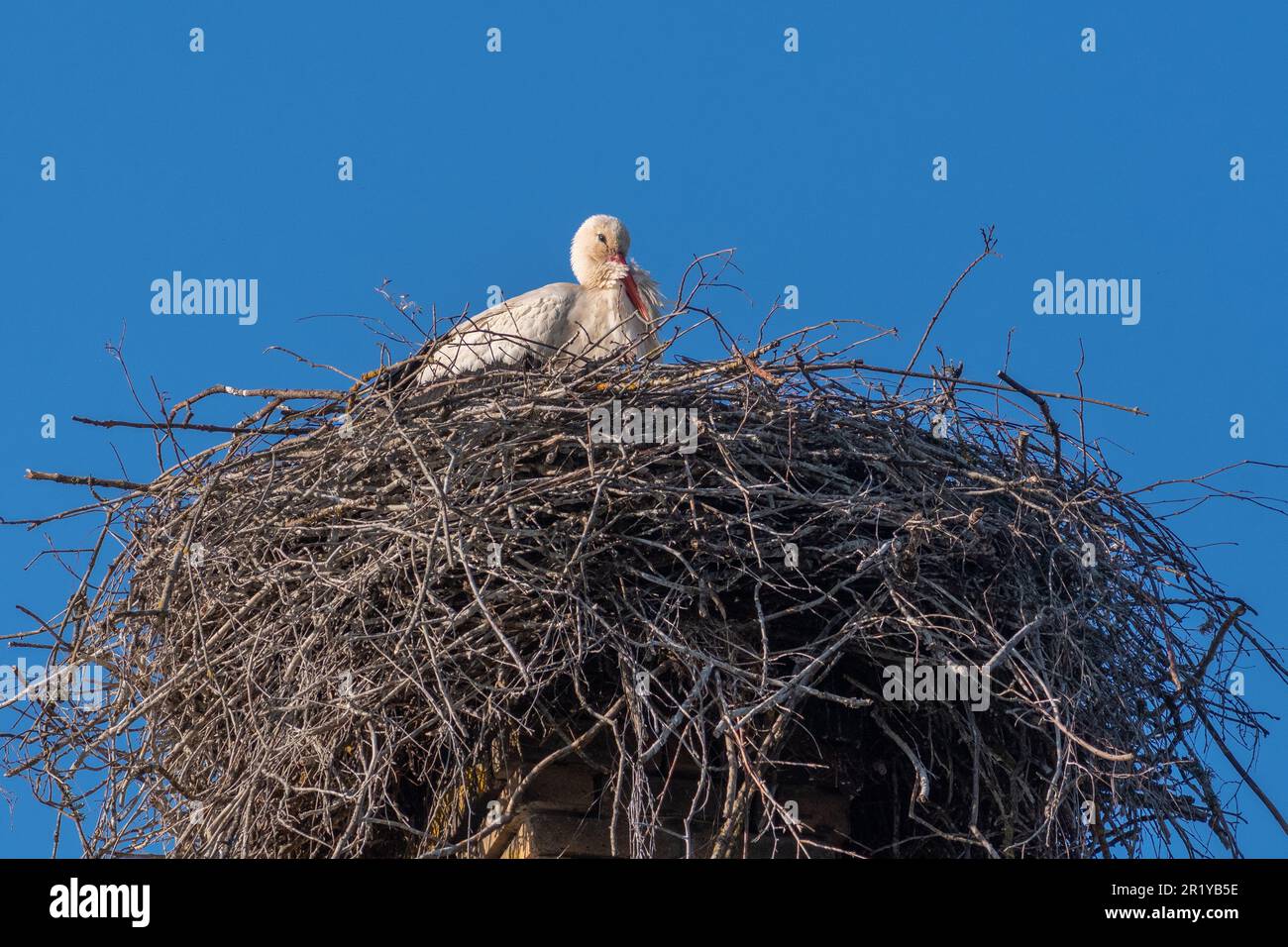 Beautiful female of a white and black stork nesting in a large nest on the roof of a house in spring Stock Photo