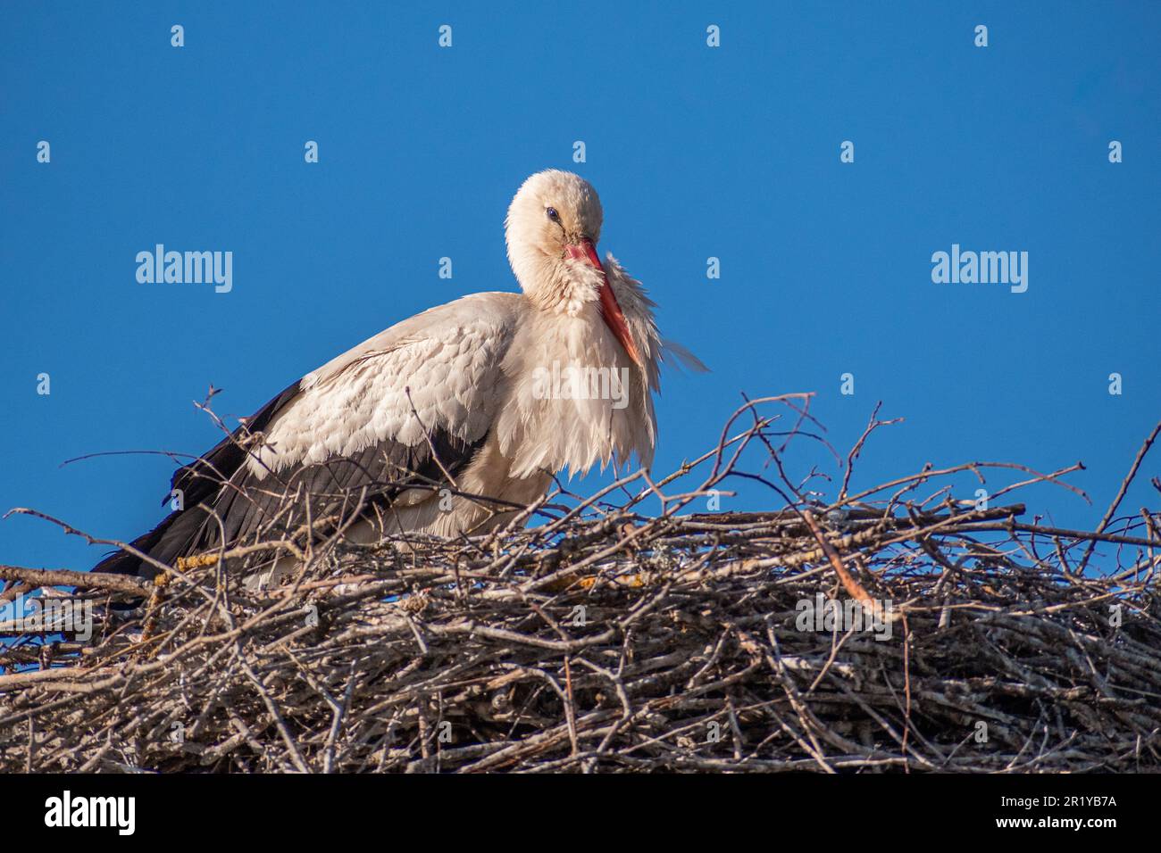 Beautiful female of a white and black stork nesting in a large nest on the roof of a house in spring Stock Photo
