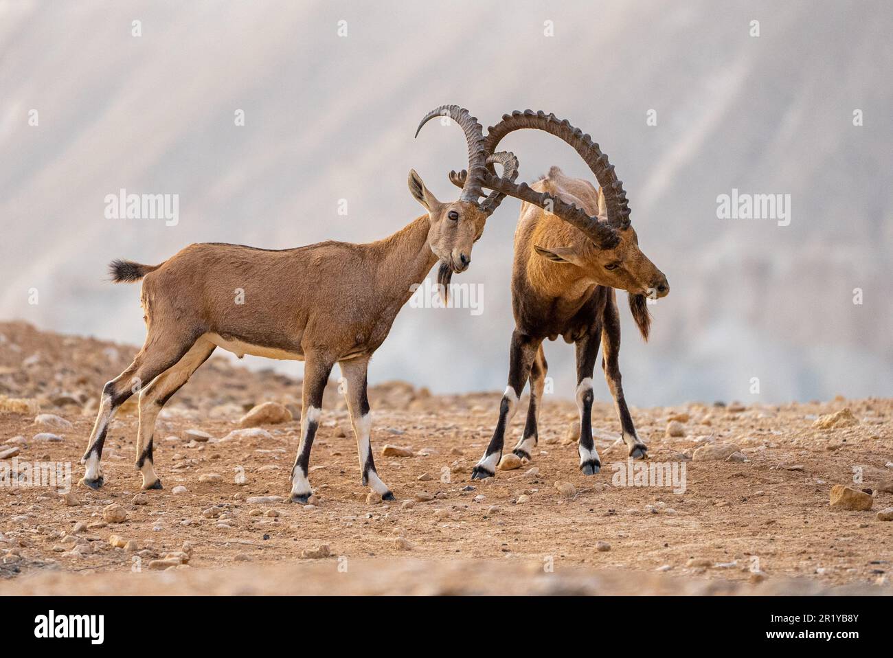 Animals locking horns hi-res stock photography and images - Alamy